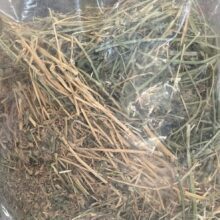 אספסת לארנבים