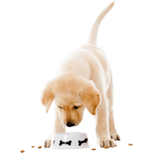 מזון יבש לגורי כלבים